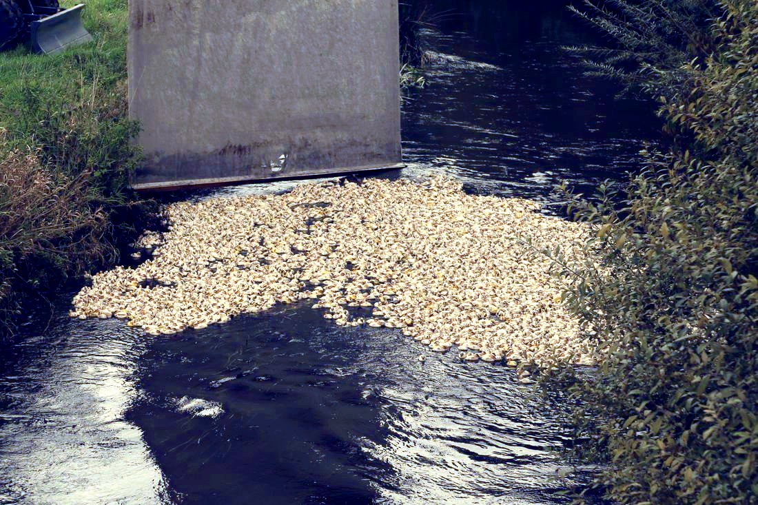 Die Rennenten werden auf der Wümme zu Wasser gelassen